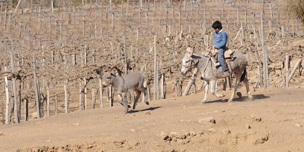 Cosecha de aguas lluvias se presenta como alternativa para enfrentar la escasez hídrica en sectores rurales