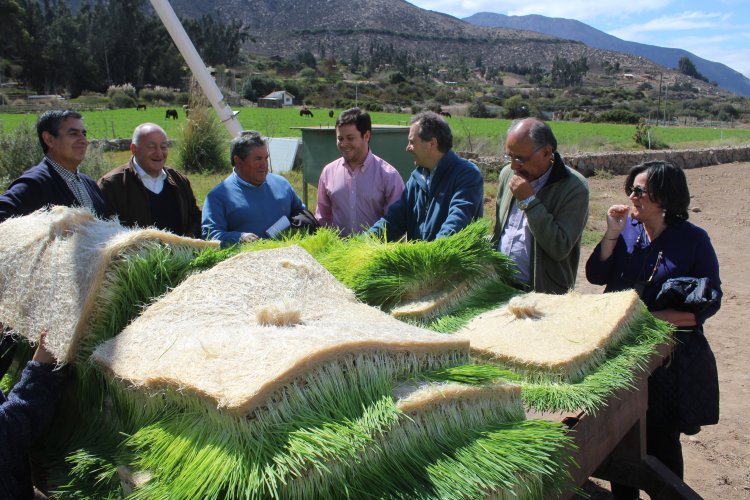 Buscan nuevas tecnologías para enfrentar crisis alimentaria del ganado caprino de la región