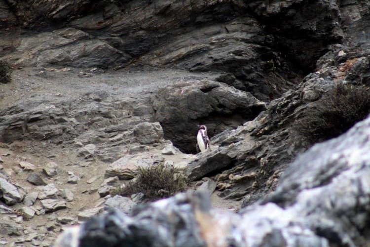 Defensores del Archipiélago de Humboldt exponen ante comisión del CORE sobre las amenazas de Proyecto Minero Dominga y Puerto Cruz Grande