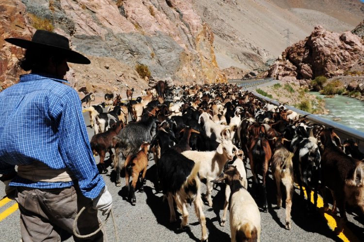 Crianceros de la región podrán desparasitar sus animales para obtener la certificación requerida para las veranadas