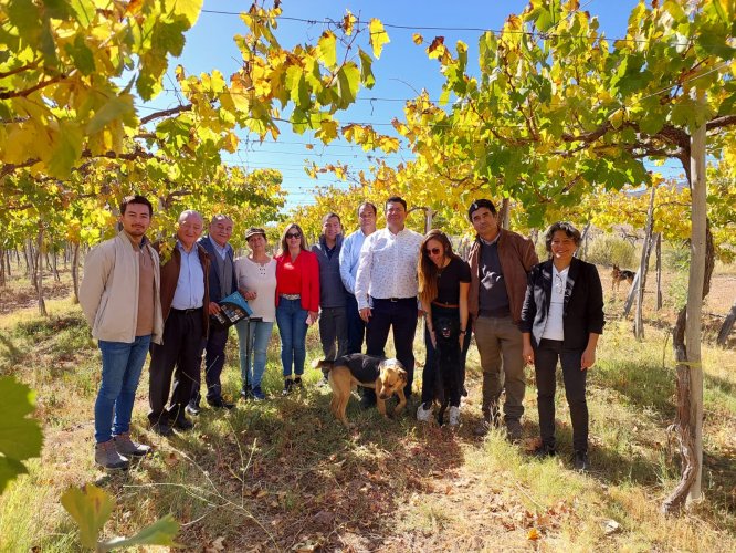 Aprueban programa para incrementar producción de uva pisquera de pequeños agricultores