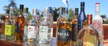 Son destrabados más de $2.900 millones para apoyar a pequeños agricultores de uva pisquera en la región